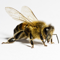 bee-member-worker