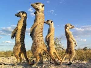 meerkats1