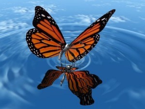papillon-au-dessus-de-l-eau