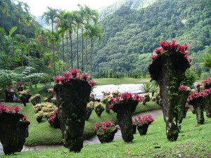 plantes-tropicales