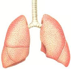 poumons-images