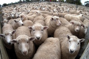 tonte-des-moutons
