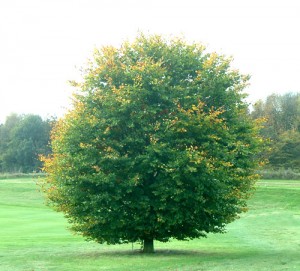 arbre-1