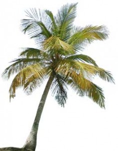 arbre tropical