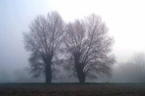couple d'arbres