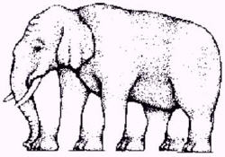 illusion_optique_elephant_250x175