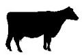 vache noire